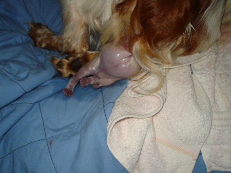 Como podem ver a minha filhota sai envolta num saco amniótico que eu vou romper 